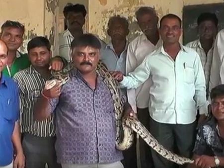 વીડિયો: શાળામાં વૃક્ષારોપણ કરતા દેખાયો, 15 ફૂટ લાંબો અજગર