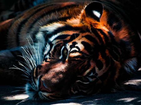 International Tiger Day- શું વાધ એક બિલાડી છે?