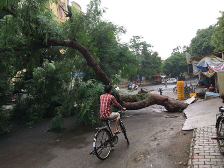ઝાડ પડવા 