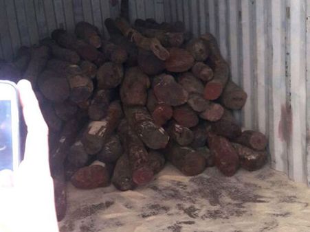 કચ્છના મુંદ્રામાંથી 4. 5 ટનનું સાડા ત્રણ કરોડનું રક્ત ચંદન ઝડપાયું