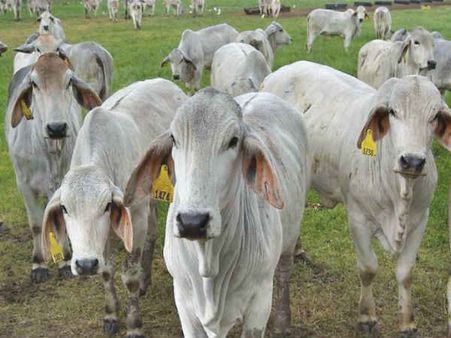 હરિયાણા સરકાર કરશે નકલી ગૌરક્ષકોનો સફાયો