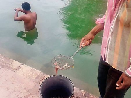 ત્રિનેતેશ્વર મહાદેવના કુંડમાં મૃતપાય માછલીઓ મળી ત્રિનેતેશ્વર મહાદેવના કુંડમાં મૃતપાય માછલીઓ મળી