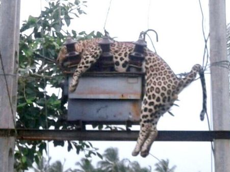 તસવીરોમાં જુઓ જ્યારે શિકારી ખુદ શિકાર થઇ ગયો