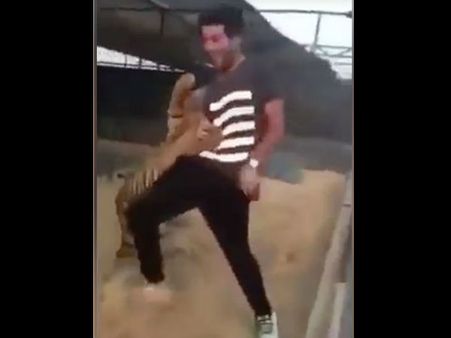Viral Video: ટાઇગર સાથે મસ્તી પડી ભારે, જુઓ શુ થયો હાલ