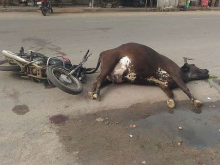 વડોદરામાં ગાયની હડફેટે બાઇક સવારનું મોત