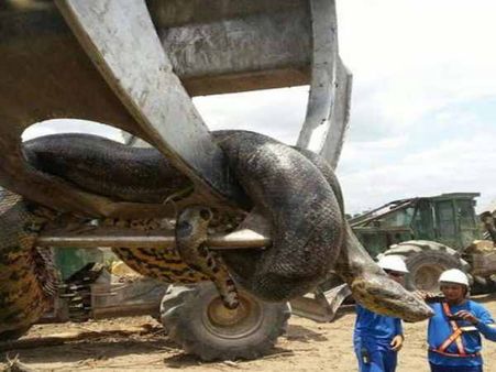 ડેમ બનાવી રહ્યા હતા મજૂરો, નીકળ્યો દુનિયાનો સૌથી મોટો એનાકોન્ડા