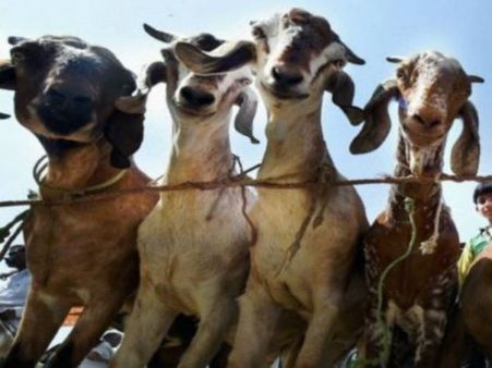 RSS સમર્થિત મુસ્લિમ સંગઠન આજે આપશે અનોખી કુર્બાની, જાણો કેમ?