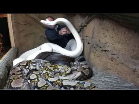 Video Viral: જયારે અજગરની વચ્ચે પહોંચ્યો આ વ્યક્તિ...