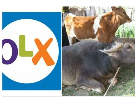 હવે OLX પર ખેડૂતો વેચી રહ્યા છે ગાય-ભેંસ