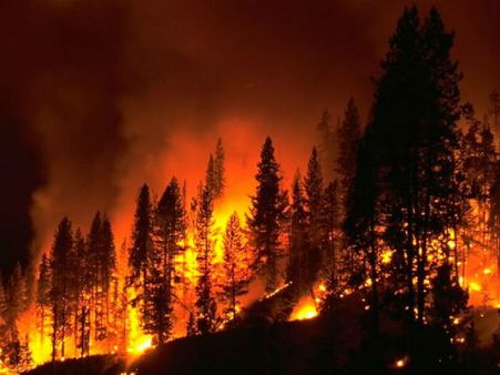 જે&કેઃ ડોડાના જંગલમાં આગ ભભૂકી જે&કેઃ ડોડાના જંગલમાં આગ ભભૂકી