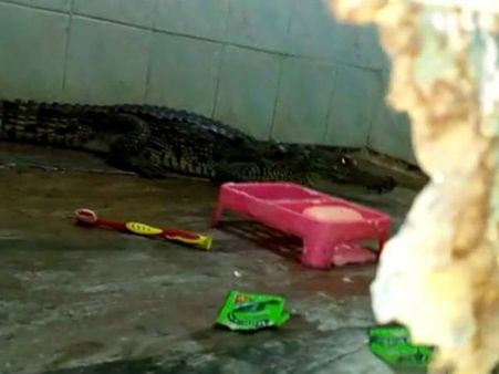 તસવીરો: જ્યારે બાથરૂમમાં ધૂસ્યો મગર