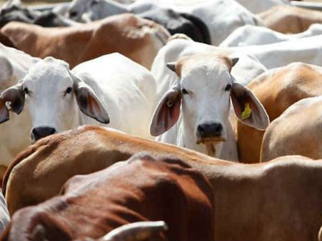 વડોદરામાં વધુ એક યુવાનની મોત, કારણ રખડતા ઢોર