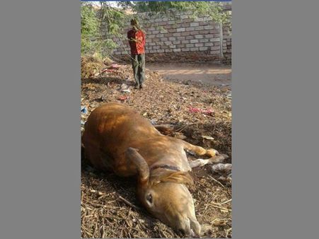 રાજુલામાં ચાર સિંહે ત્રણ ગાયનું મારણ કર્યું