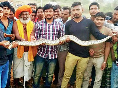 દાહોદના ટુંકીવજ ગામમાંથી પકડાયો 12 કિલોનો અજગર