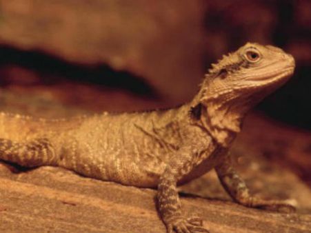 Video: જીવન અને મોતની રમતનો ખતરનાક વીડિયો, જોવો બને છે!