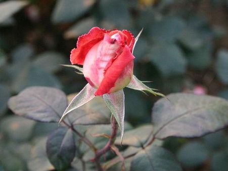 ઝાકિર હુસેન રોઝ ગાર્ડન, ચંદીગઢ ઝાકિર હુસેન રોઝ ગાર્ડન, ચંદીગઢ