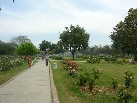 રોઝ ફેસ્ટીવલ રોઝ ફેસ્ટીવલ