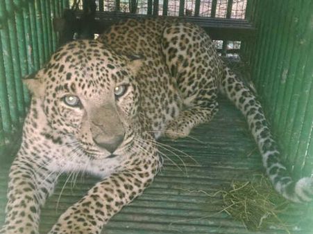 કોડીનારમાં દીપડો પાંજરે પૂરાયો