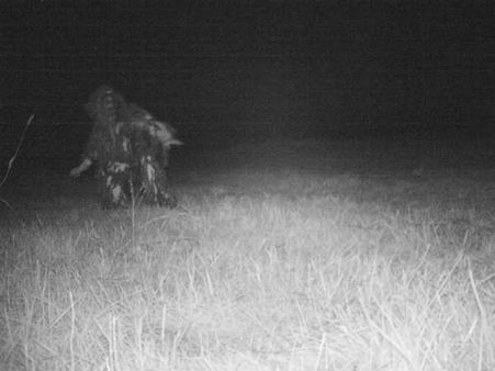 જંગલી પ્રાણીને પકડવા માટે લગાવ્યો હતો કેમેરો, પણ કેમેરા દેખાયું આ