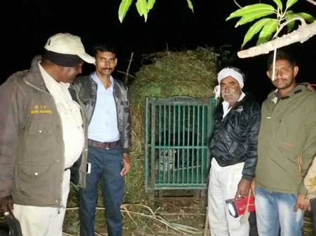 કેશોદ પાસેથી દિપીડો પાંજરામાં પકડાયો