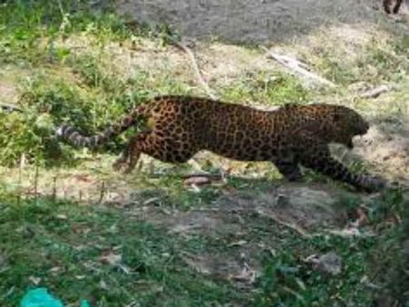 દીપડાએ ગામના યુવાનોને ઘાયલ કરતા ગામ લોકો ધારિયા લઇને દીપડાને પકડવા દોડ્યા