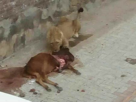 જુઓ તસવીરો: વીરપુરમાં સાવજે કર્યો વાછરડાનો શિકાર, ગામમાં નાસભાગ