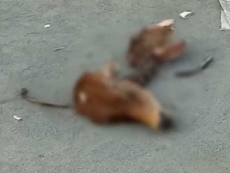 સુરતમાં સ્થિતિ વણસી, ગાયનું કપાયેલું માથું મળતા લોકોમાં રોષ