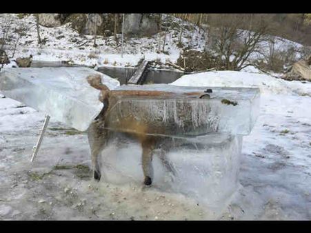 Bizzare: એવો શિયાળો કે શિયાળ પણ થીજી ગયું