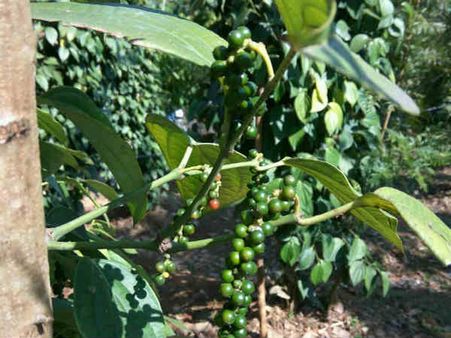 સ્પાઇસ વોક