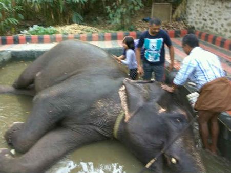 હાથી સાથે મઝા