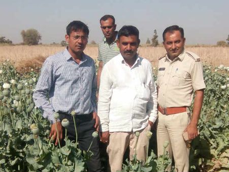 થરાદ પાસેના ખેતરમાં મળ્યા અફીણના 5000 છોડ