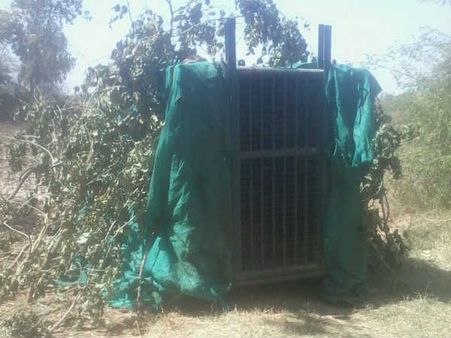 બનાસકાંઠા બાદ સાબરકાંઠામાં રીંછનો આતંક