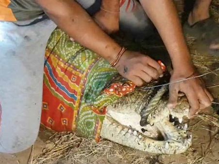 વડોદરામાં રાતના અંધારામાં જ્યારે દેખાયો 12 ફૂટ લાંબો મગર