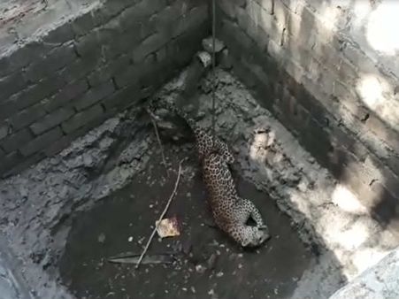 Live Rescue: ખુંખાર દીપડોને બચવવા વનવિભાગ કર્યું આ