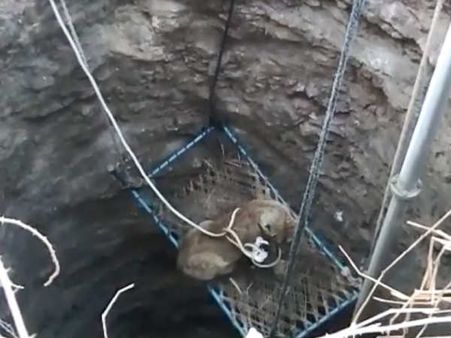 Live Rescue: ખાટલા પર બેસાડ્યું તેમ છતાં ચીડાયું સિંહબાળ!