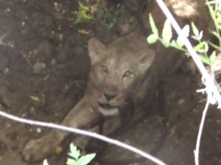 સિંહણનું આવું વર્તન ભાગ્યે જ જોવા મળે છે સિંહણનું આવું વર્તન ભાગ્યે જ જોવા મળે છે