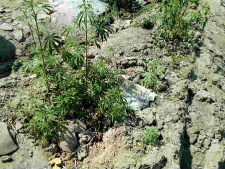 ઊંઝાના મંદિર પાછળ, ગાંજાના છોડ મળી આવતા થયો ચકચાર!