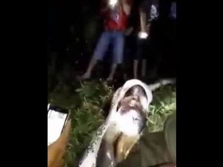 અજગરનો હુમલો 