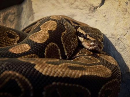 વિશાળ અજગર 