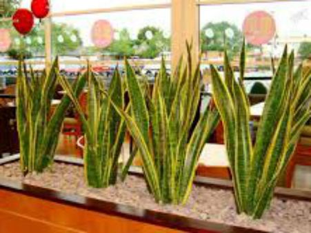 ખોટી દિશામાં લગાવેલ ઝાડ વાસ્તુ દોષ ઉત્પન્ન કરે છે ખોટી દિશામાં લગાવેલ ઝાડ વાસ્તુ દોષ ઉત્પન્ન કરે છે