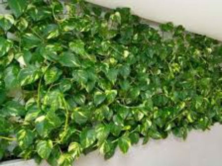 આ વૃક્ષો ઘરમાં વાવવા આ વૃક્ષો ઘરમાં વાવવા