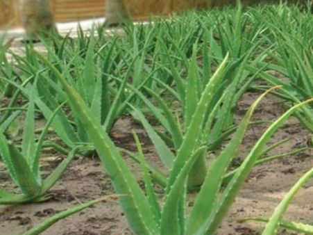 આ વૃક્ષો ક્યારેય ન વાવવા આ વૃક્ષો ક્યારેય ન વાવવા