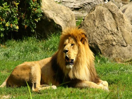 આદીસ અબાબાનાં જંગલો