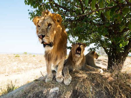 સિંહોનુ હૃદય પરિવર્તન ?