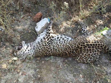 એક જગ્યા દિપડા થયો બચાવ તો એક જગ્યા થયું મોત