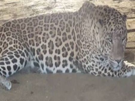 ઢોરના તબેલામાં દીપડો ઘુસ્યો