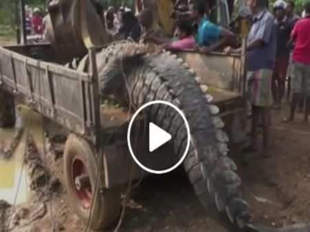 Video : 17 ફૂટ, 1000 કિલો વજનનો મગર પકડાયો