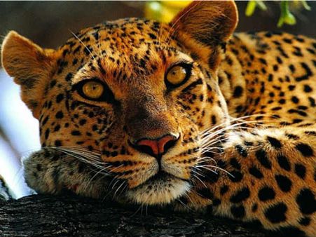 તાપીના વાલોડમાં દીપડી પાંજરે પૂરાઈ, લોકોએ કર્યો હાશકારો