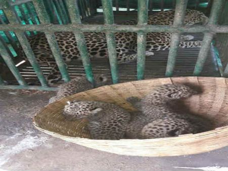 પીંજારામાં પૂરાઇ માં, અને બચ્ચાઓને જોવી પડી બહાર રાહ!