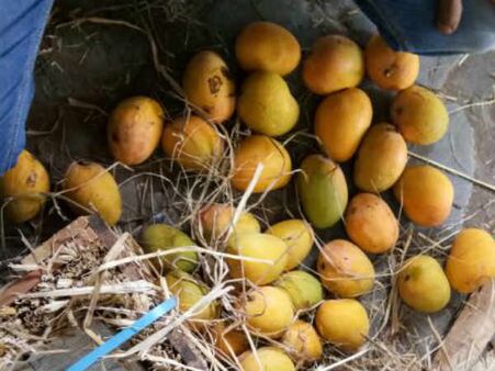 વડોદરામાં કેરીના વેપારીઓના ત્યાં દરોડા